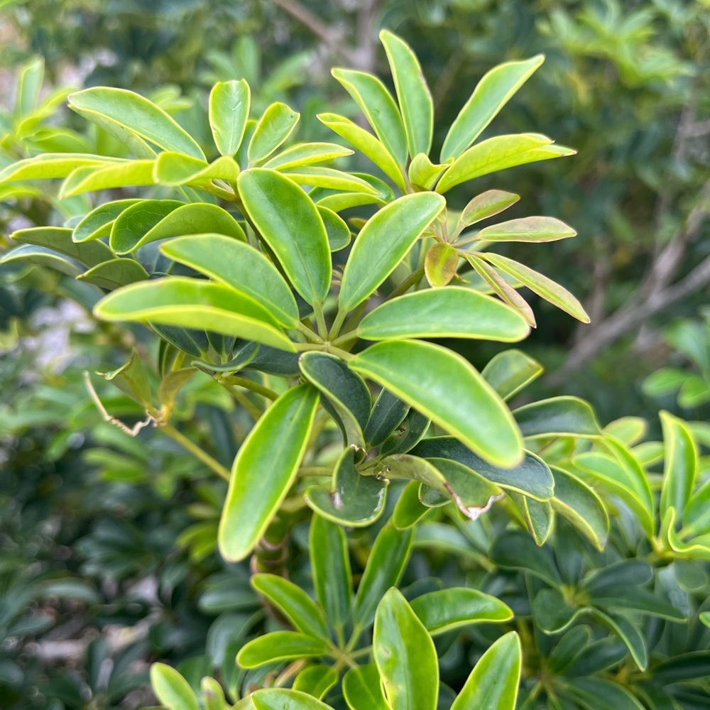 💎Follow Game #14 💎 - Picture 4 of 16